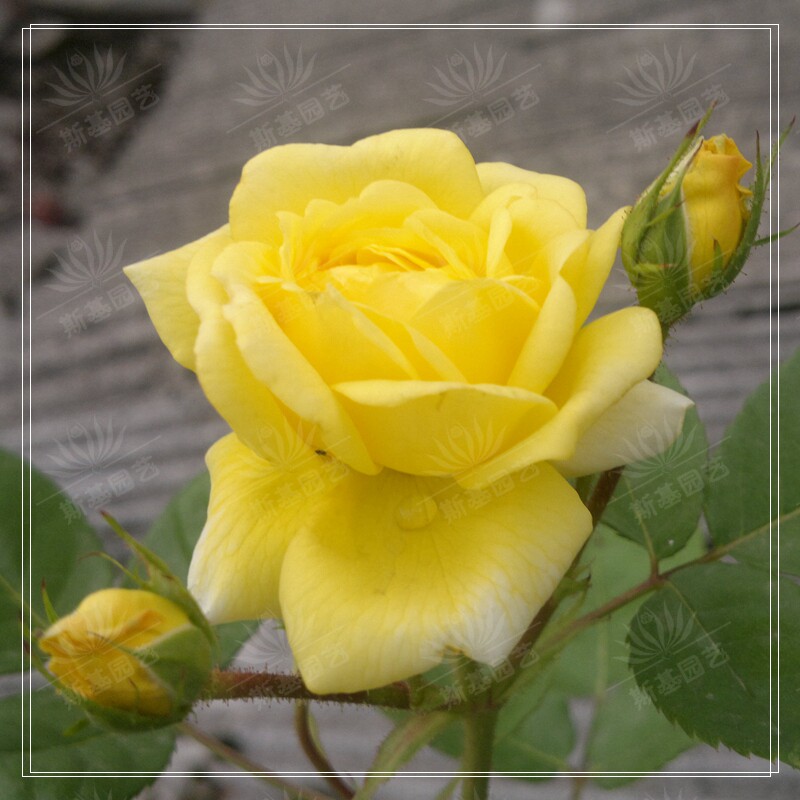 斯基园艺黄爱玫法国灌木月季盆栽花苗扦插蔷薇时令草本花卉