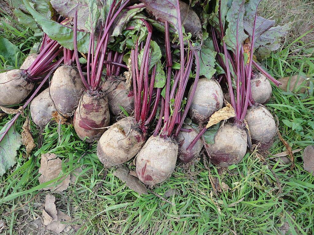 农家自种新鲜甜菜根红甜菜甜菜头紫菜头卡通馒头包子专用 5斤装
