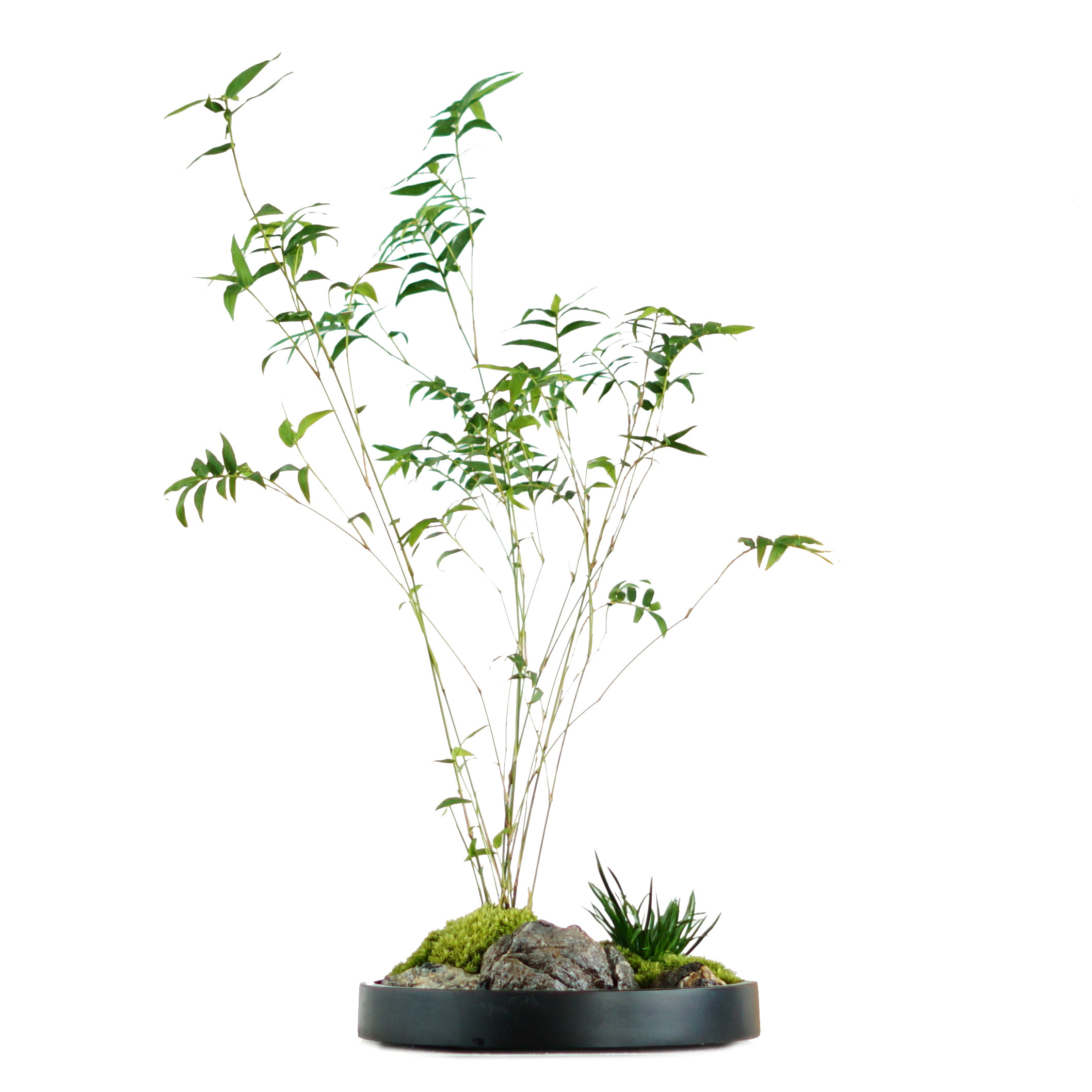 凤尾竹米竹青竹姬翠竹中式日式式禅意苔藓山水绿植