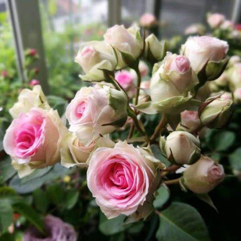 微月伊甸园灌小伊月月季丰花多头耐看看好种花花卉