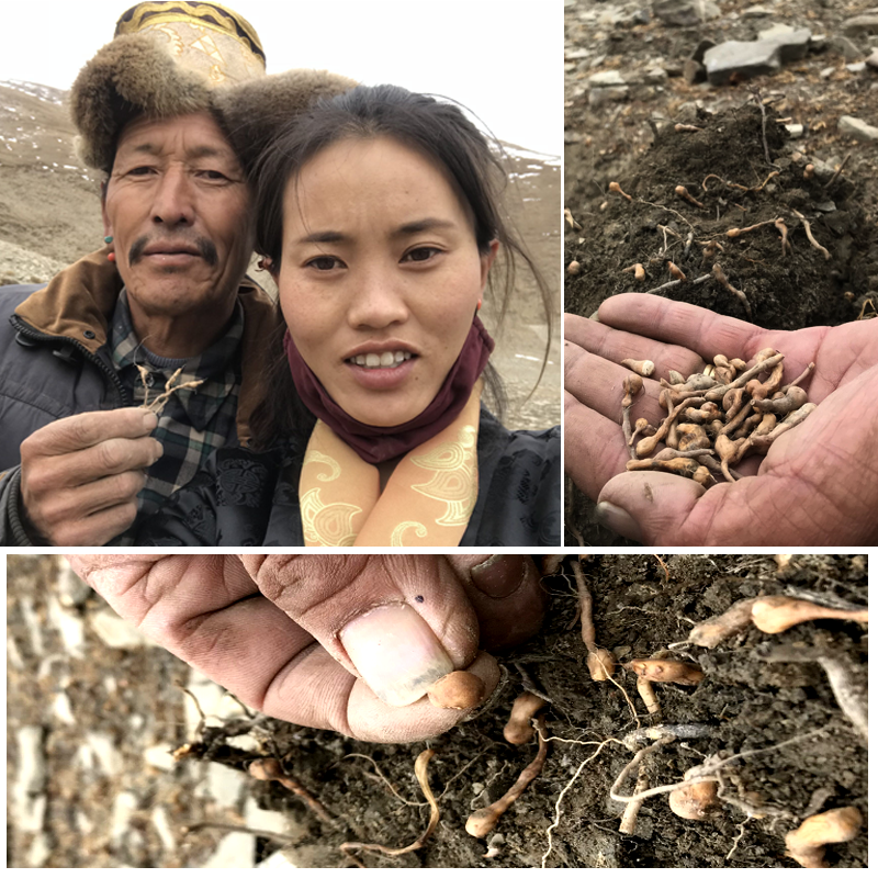 西藏厥麻特产野生人参果原产青海可做健脾养胃传统滋补品其他