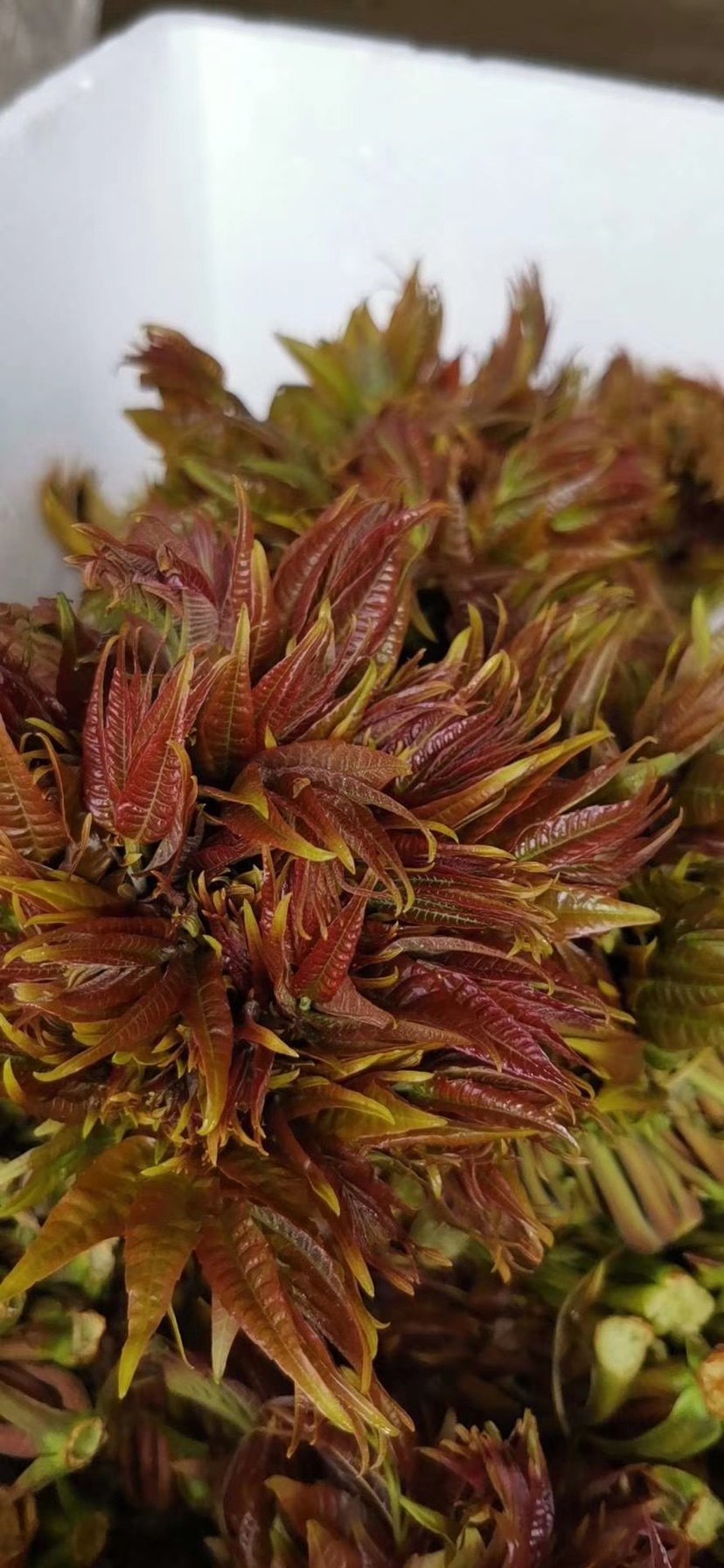 山东香椿新鲜露天头茬红油芽菜沂蒙山蔬菜香椿头香椿芽