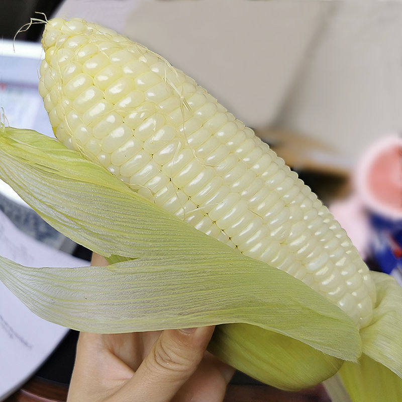玉米析芮东北玉米棒棒子10根新鲜真空即食早餐玉米