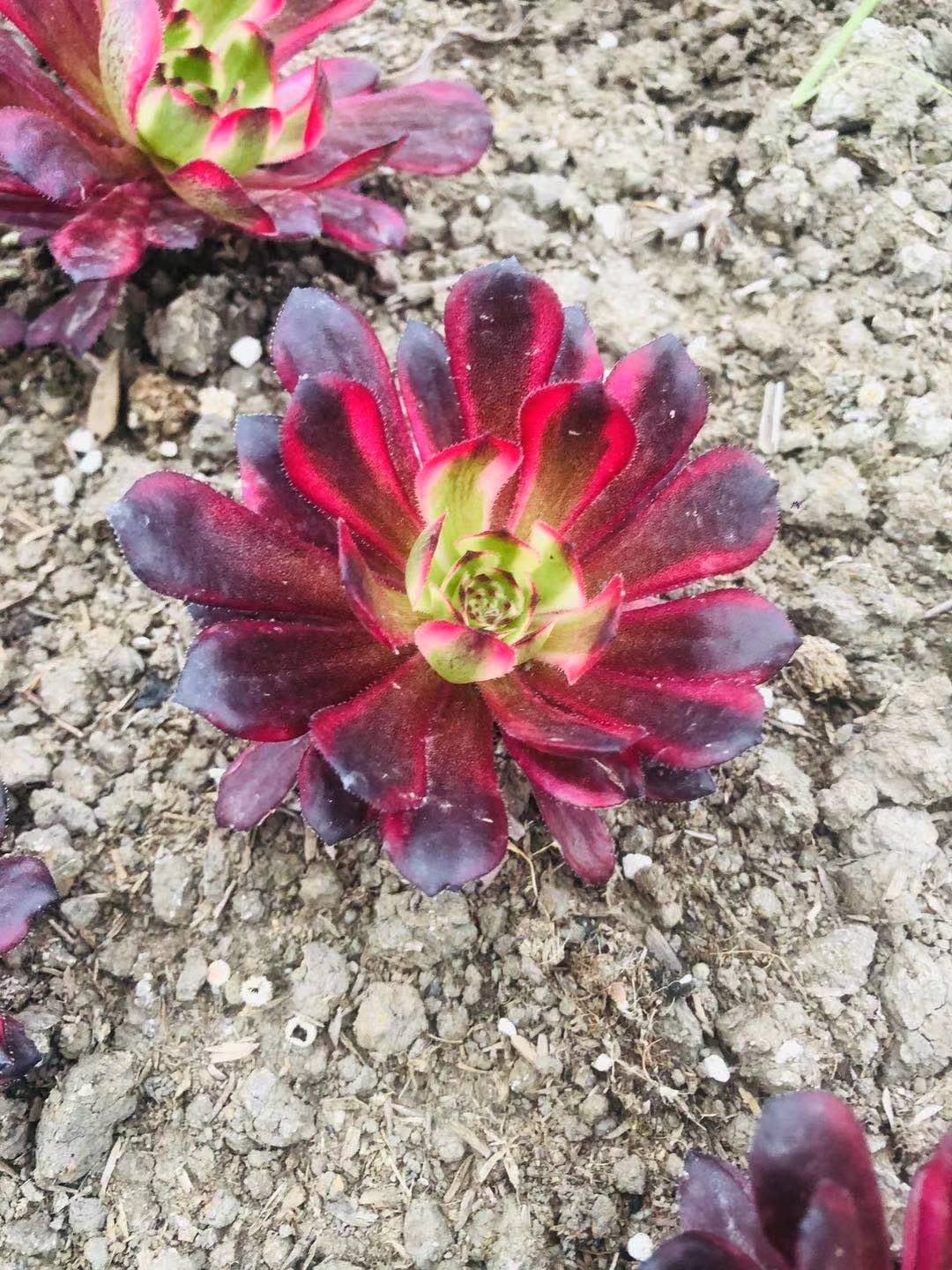 黑金刚墨亚手捧花多肉植物法师老桩一物一拍多肉植物