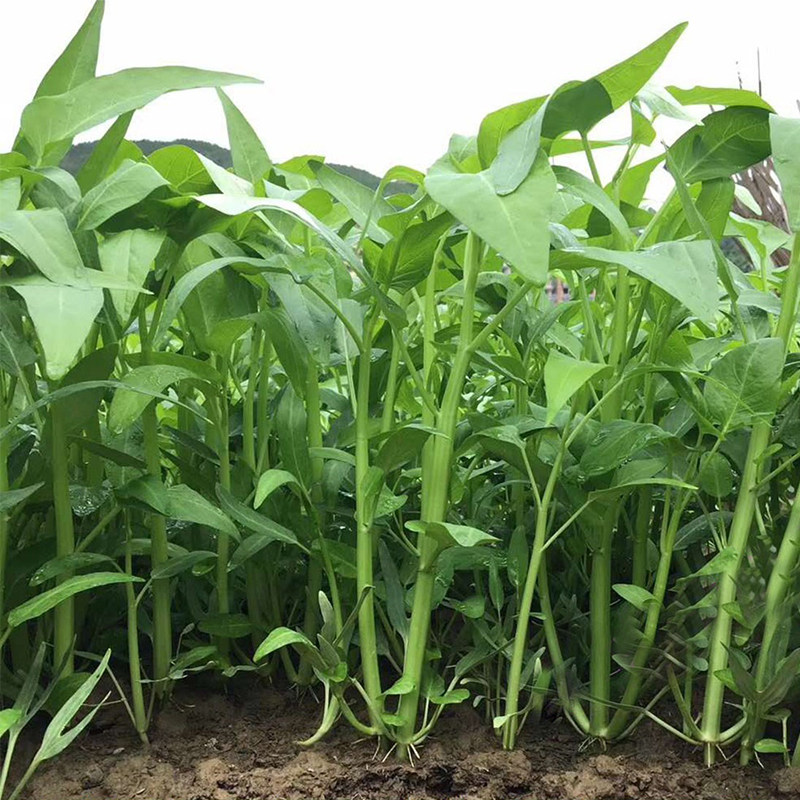 三叉孑水青菜盆栽阳台四季空心菜夏四季春季柳叶家庭园艺种子