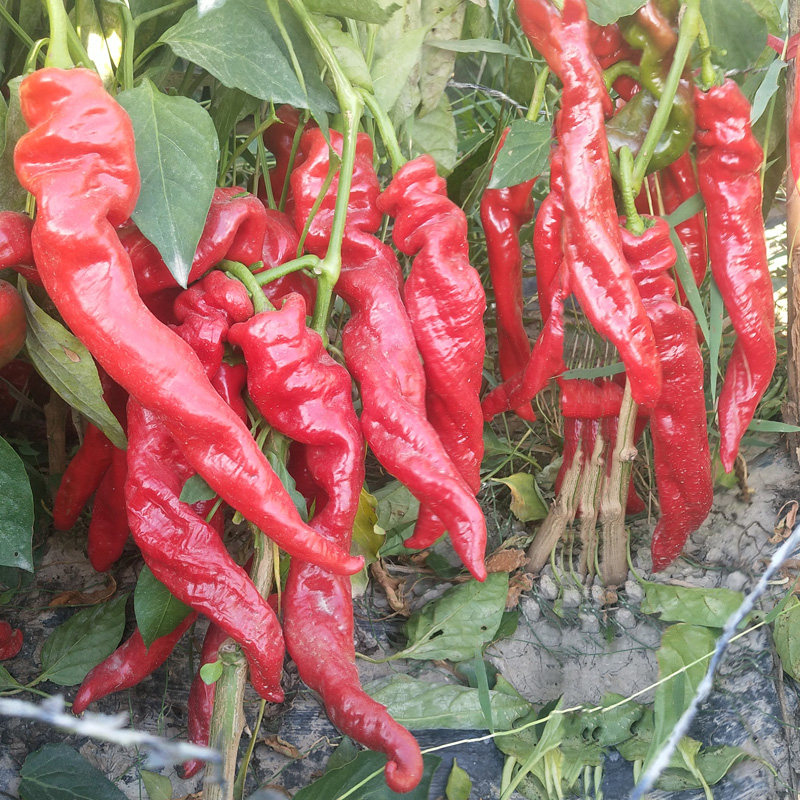 巨型陇椒种子特大螺丝辣椒种籽春季家庭园艺种子