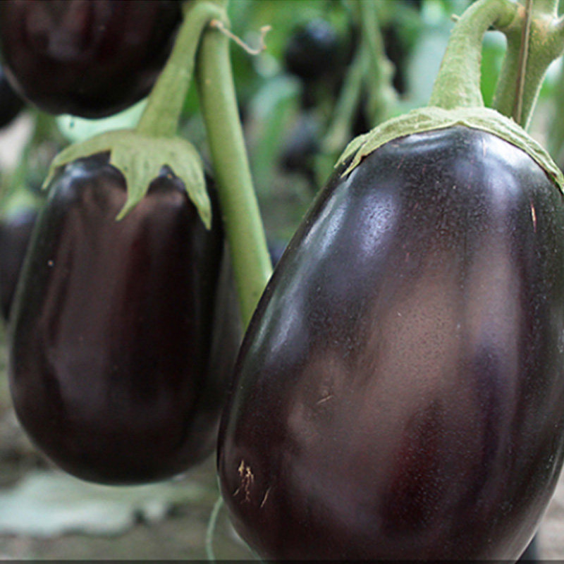 茄子牛心种子矮茄烧烤早熟春季秋季四季播种家庭园艺种子