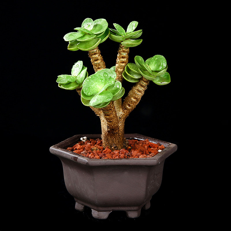 金钱盆栽绿植花卉肉肉新手养活木多易养活多肉多肉植物