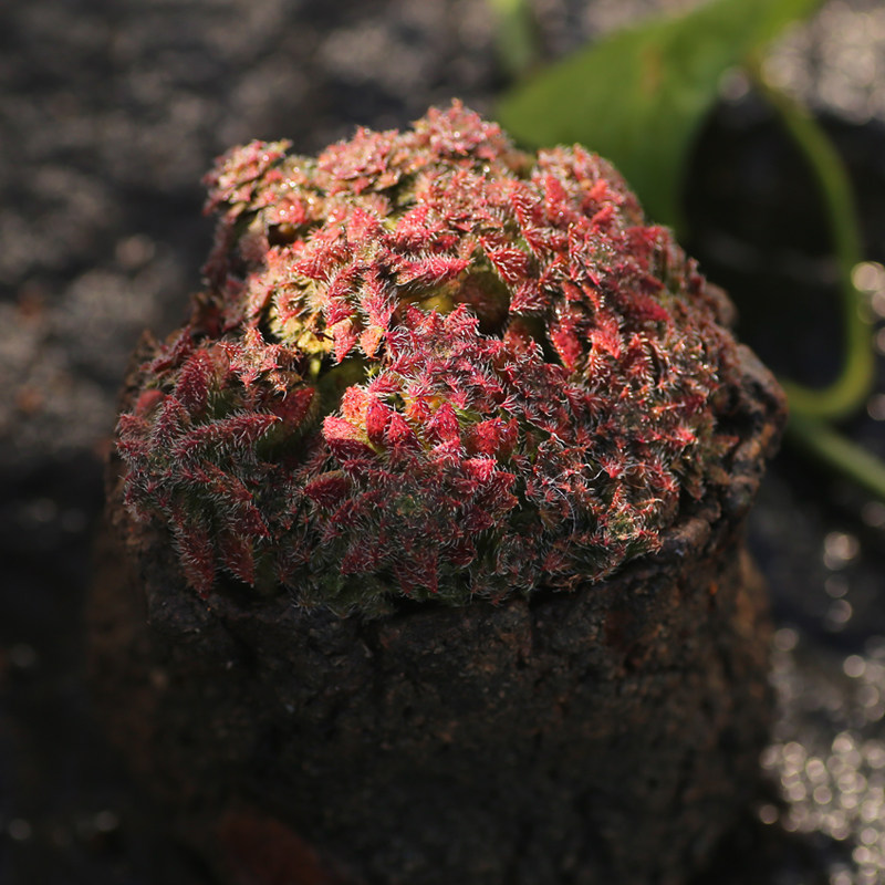多肉植物新款毛海星套餐组合景天科青锁龙属办公室净化空气抗辐射