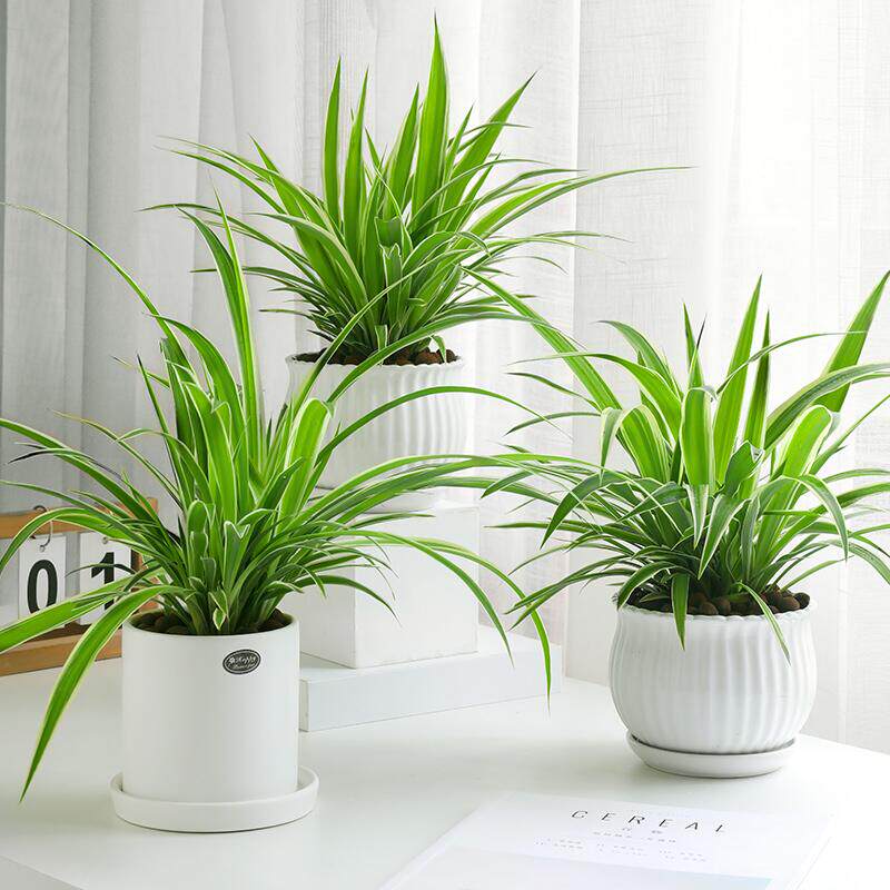 金边吊兰植物室内小盆栽花卉好养吸除去甲醛绿植