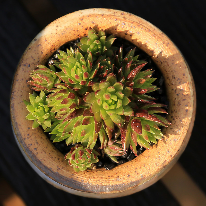 植物橘子长生小橘球多萌肉办公办公室室内防辐射多肉植物