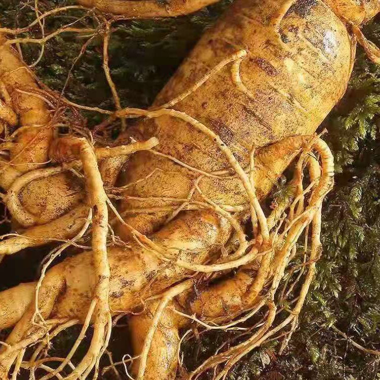 东北新鲜保鲜煲汤参大支野山正宗王新鲜泡酒男士人参