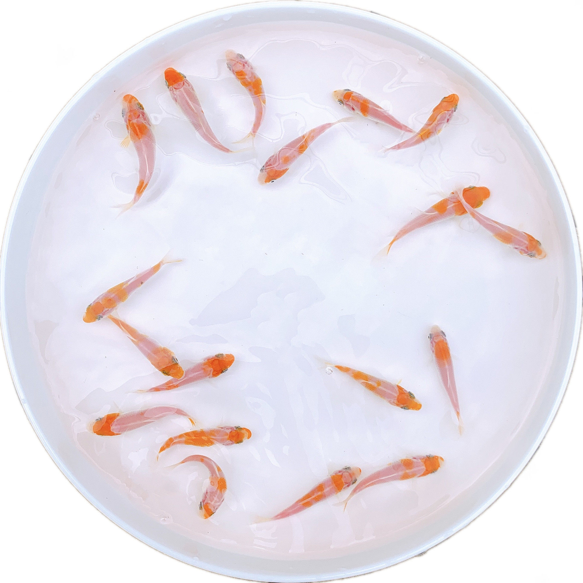 小型饲料练手鱼苗金鱼苗冷水红草耐活好养活鱼鱼