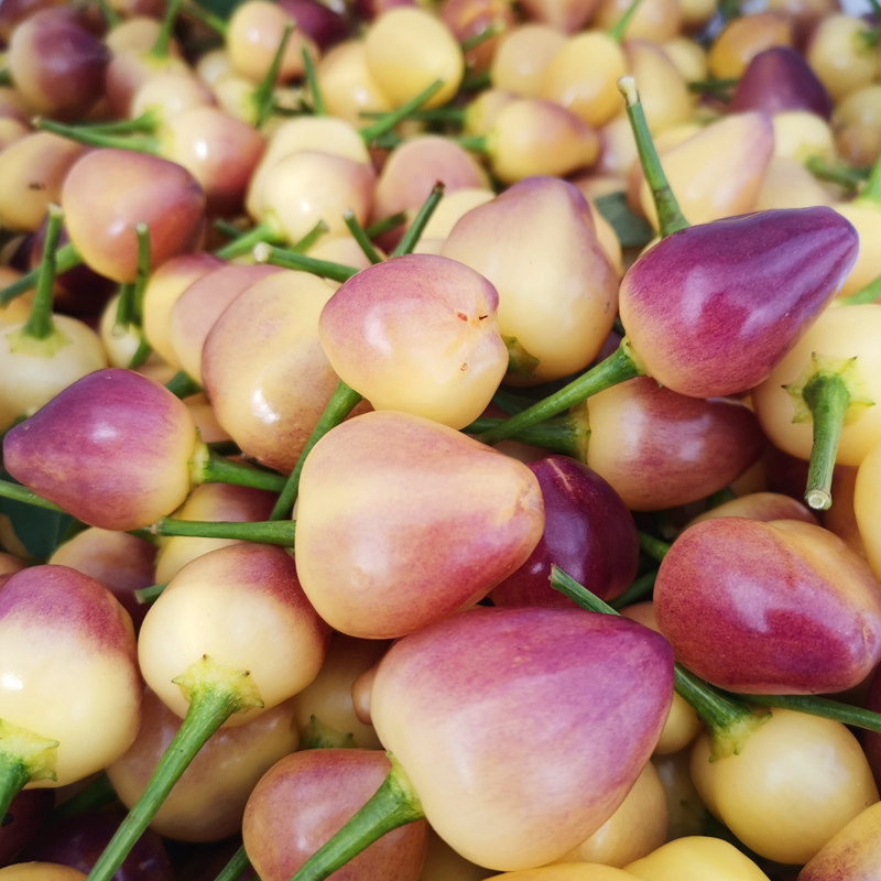 现摘广西七彩新鲜辣椒5斤蔬菜五彩椒泡小灯笼辣椒