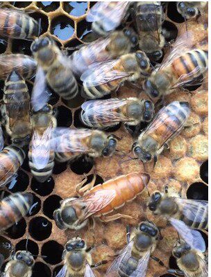 松丹一号1号意蜂王蜂王种王高产王东北黑蜂王开产王意蜂新王