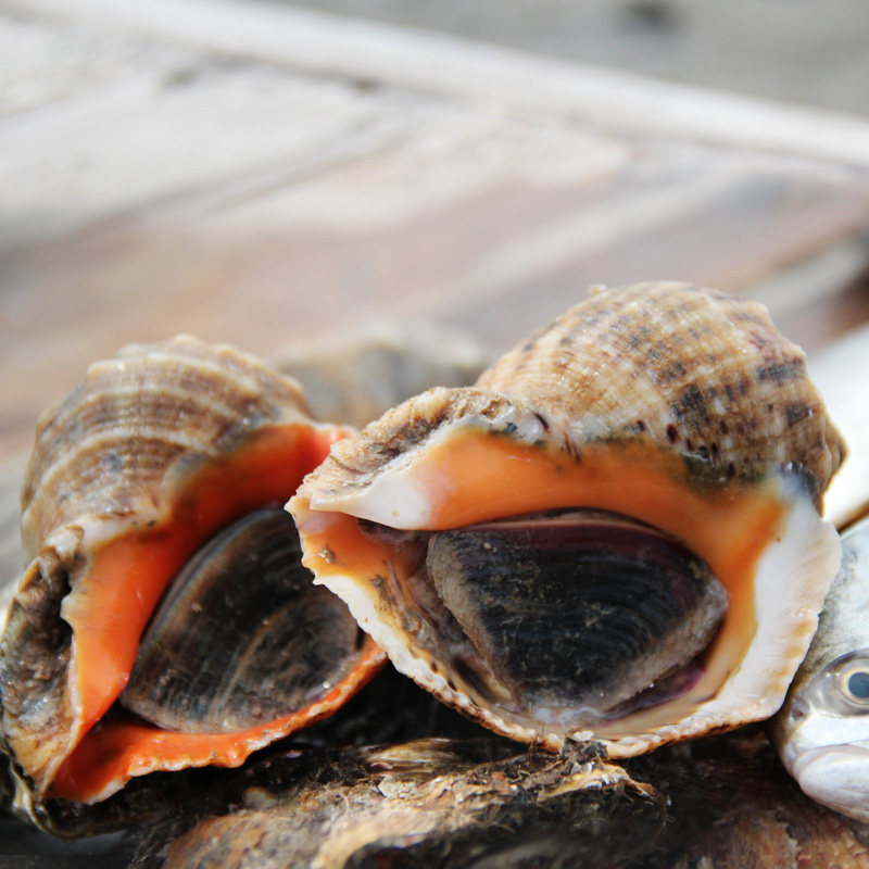 农煦 青岛特产野生大海螺鲜活贝类水产3斤装新鲜超大生猛海鲜