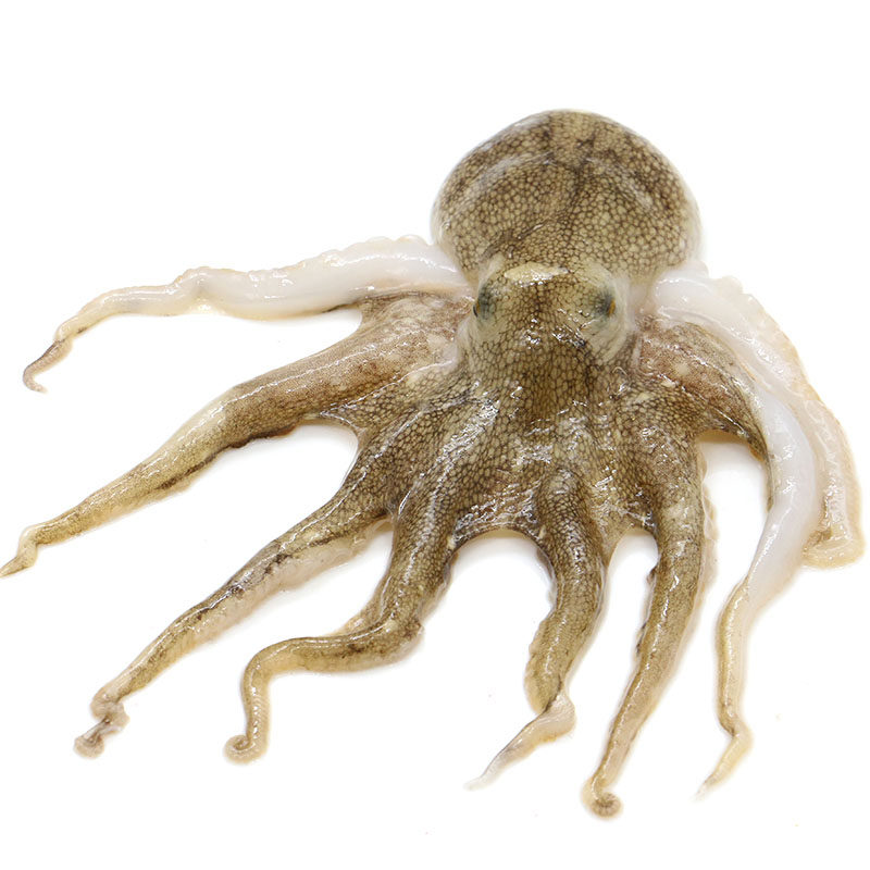 青岛八爪鱼鲜活冷冻野生迷你小八爪鱼章鱼活体速冻海鲜水产1斤