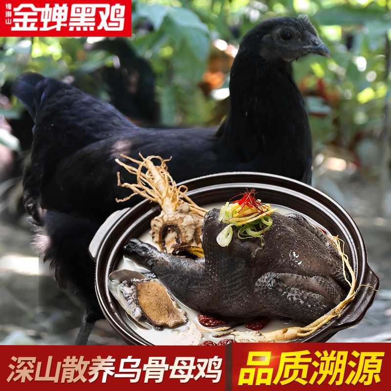 緣琳山 金蟬大別山散養(yǎng)300天烏骨母雞 1000g*2件