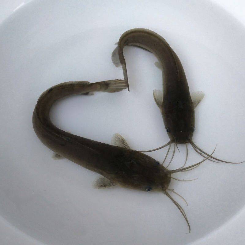 鲶鱼鱼苗胡子埃及塘鲺活体塘虱凶猛大型泰国鱼