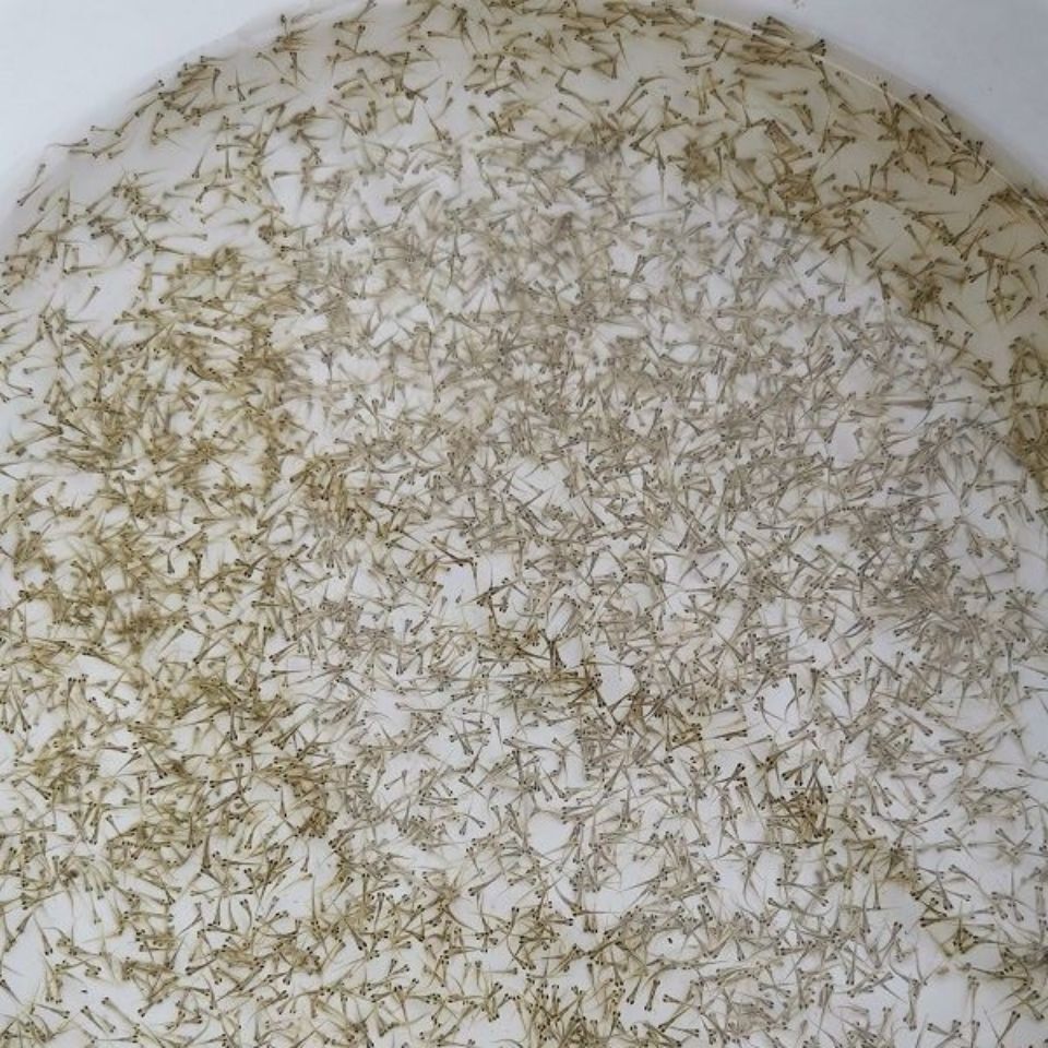 鱼苗鳜鱼桂鱼鱼水花苗活体食粮水花饲料桂花鱼