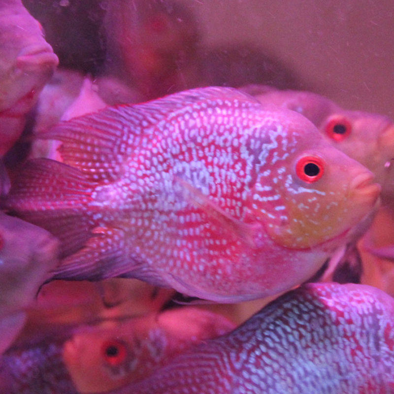 麒麟罗汉热带观赏鱼鹦鹉鱼风水鹦鹉元宝宠物活体鱼