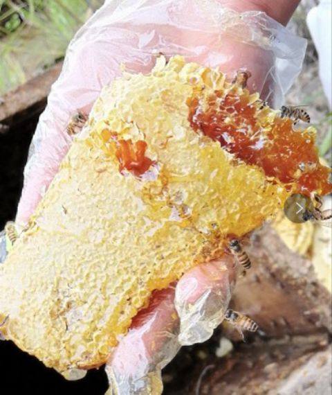 百花蜂蜜纯正天然农家自产养蜂农蜂蜜土蜂蜜蜂糖深山