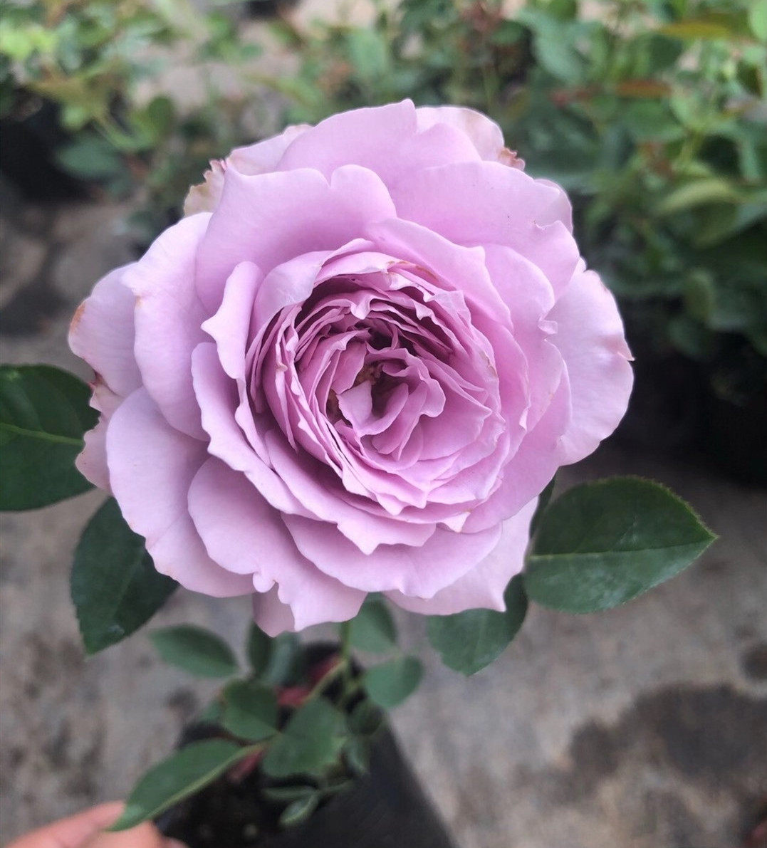 馨缘月季空蒙新品紫色多头抗病好勤耐热阳台时令草本花卉