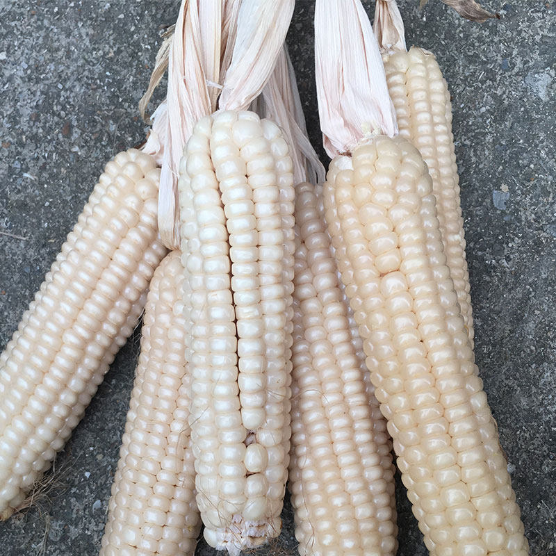 广西玉米整粒干玉米0未脱壳玉米粒白玉米带壳玉米带皮玉米粒2500g