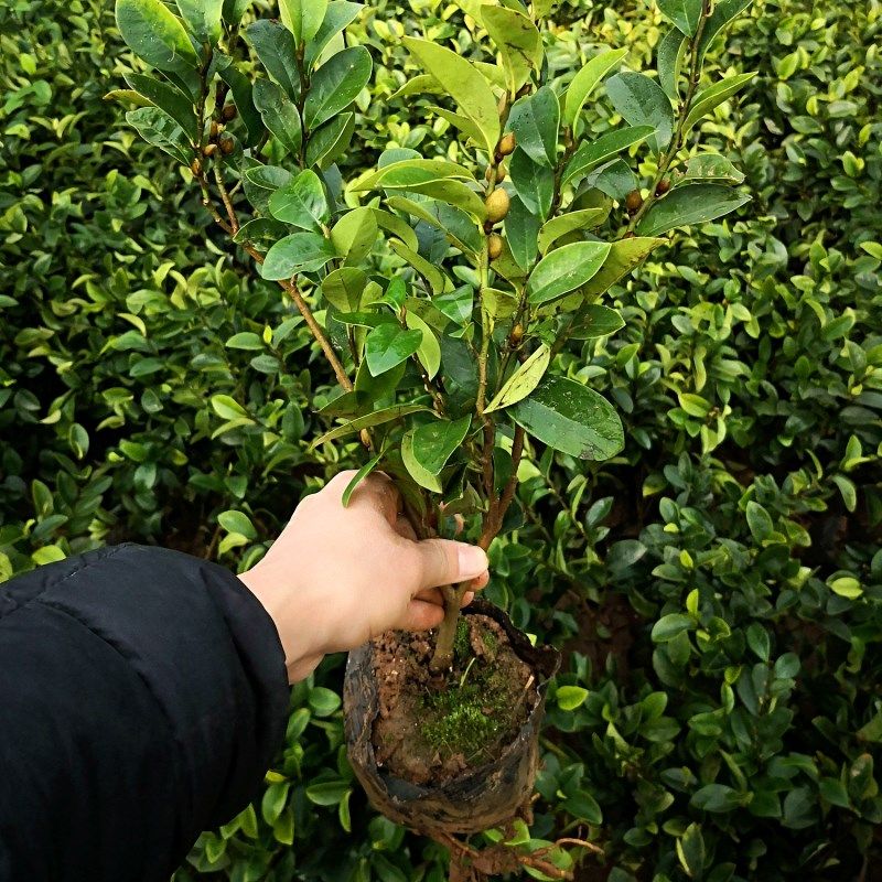含笑盆栽树苗 四季种植 浓香花卉含笑花苗 含笑花卉当年开花 包邮
