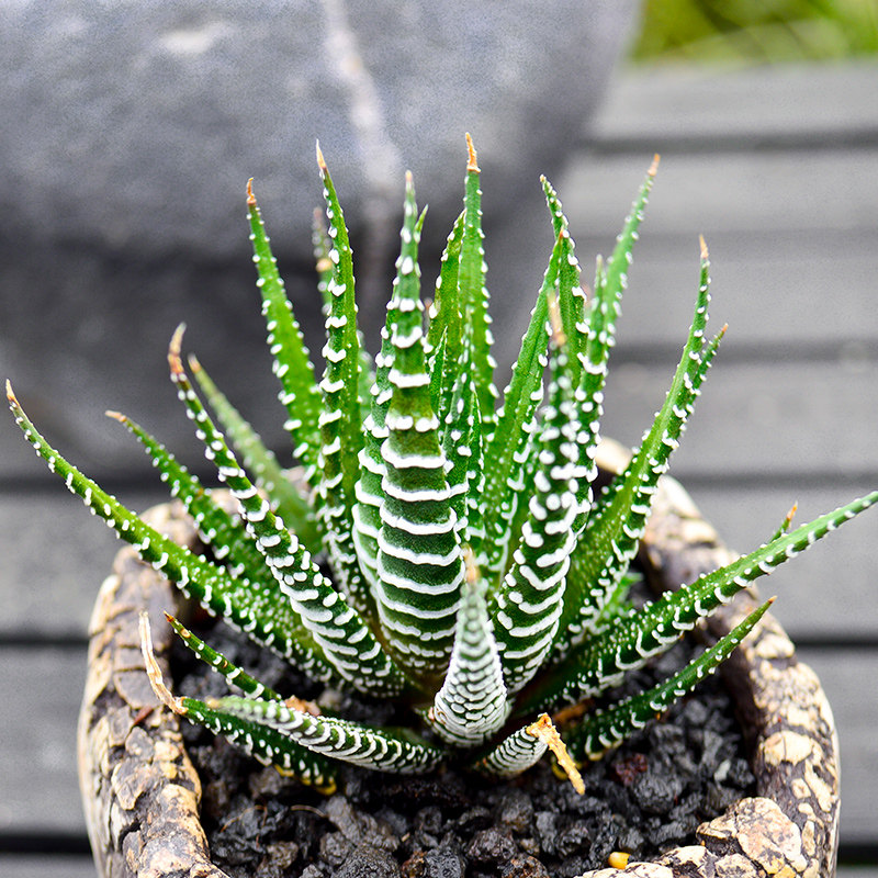 百汇一家条纹十二芦荟室内办公桌防辐射绿植多肉多肉植物