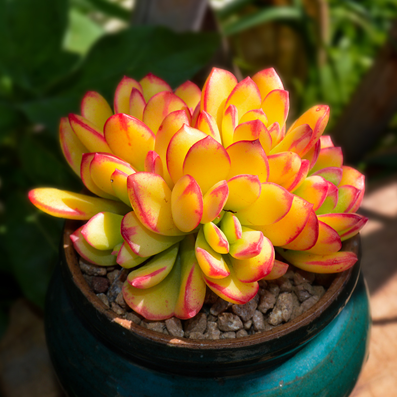 多肉植物老桩清仓小叮当锦肉室内盆栽好养精品多肉植物