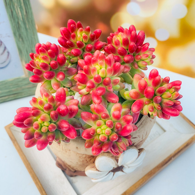 肉肉植物多肉虹之群生老桩组合盆栽多肉植物