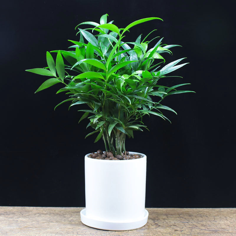 竹柏盆栽四季常青办公办公室室内好养花卉驱蚊绿植