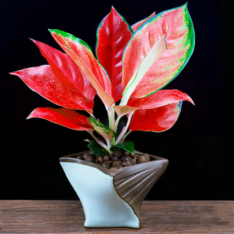 中国盆栽吉利如意皇后办公办公室室内花卉卉好绿植