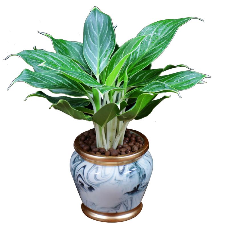 白雪公主盆栽办公办公室室内好养植物四季常青甲醛绿植