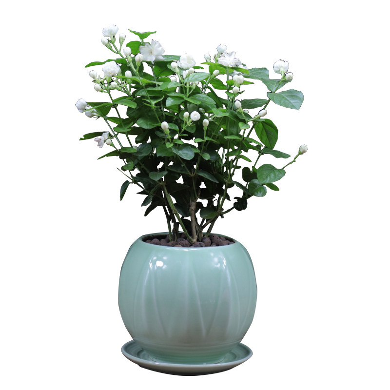 茉莉花盆栽四季开花观花植物带花苞驱蚊绿植净化空气阳台室内花卉