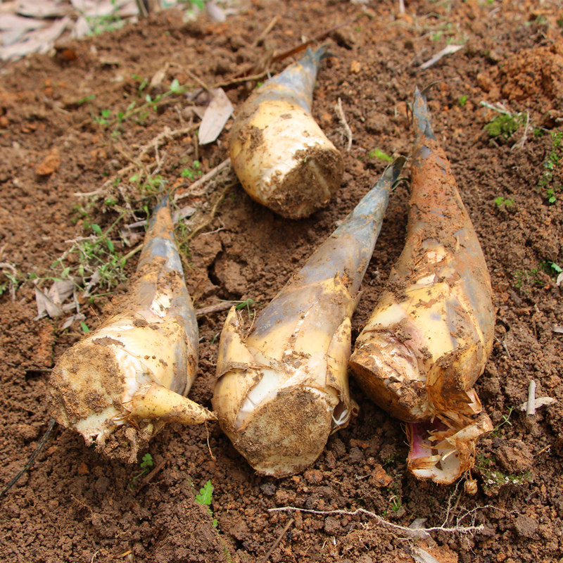甜笋现挖福建新鲜黄尖笋春笋竹笋黄泥笋尖油焖竹笋