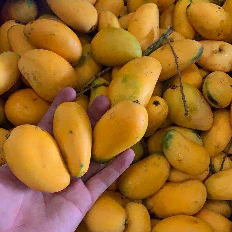 精选大果芒果小台新鲜水果当季整箱10斤大台芒果