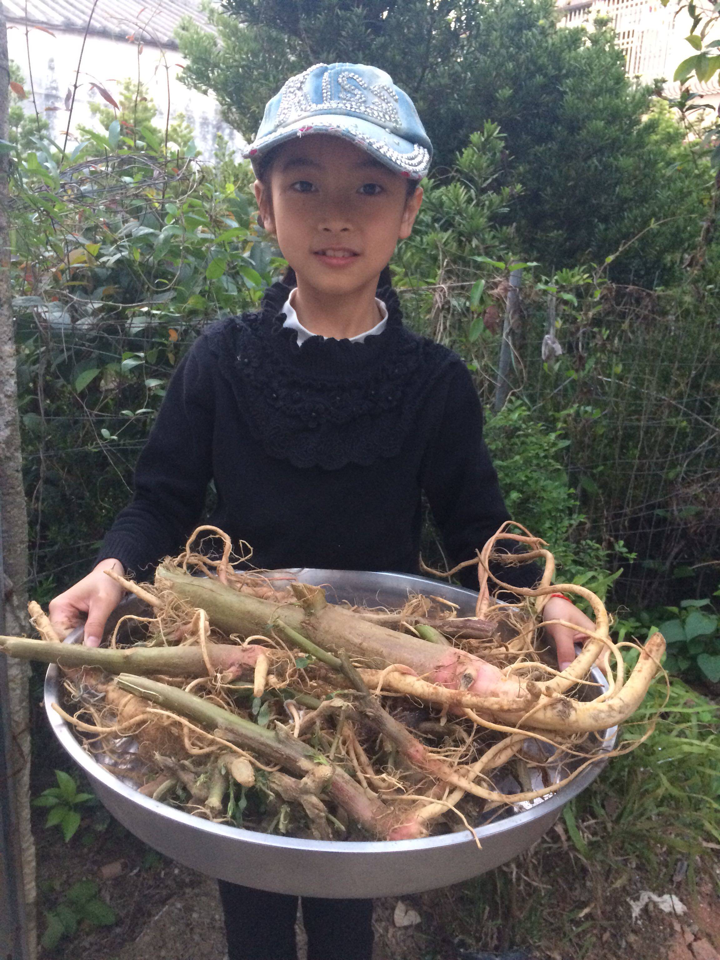 包邮3斤野生红梗刺苋菜根刺苋根刺苋头刺笕苋菜其他药食同源食品