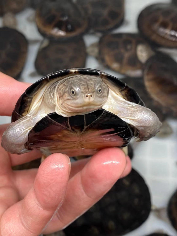 西非侧颈深水热带肉食情侣乌龟沼泽龟圆观赏龟