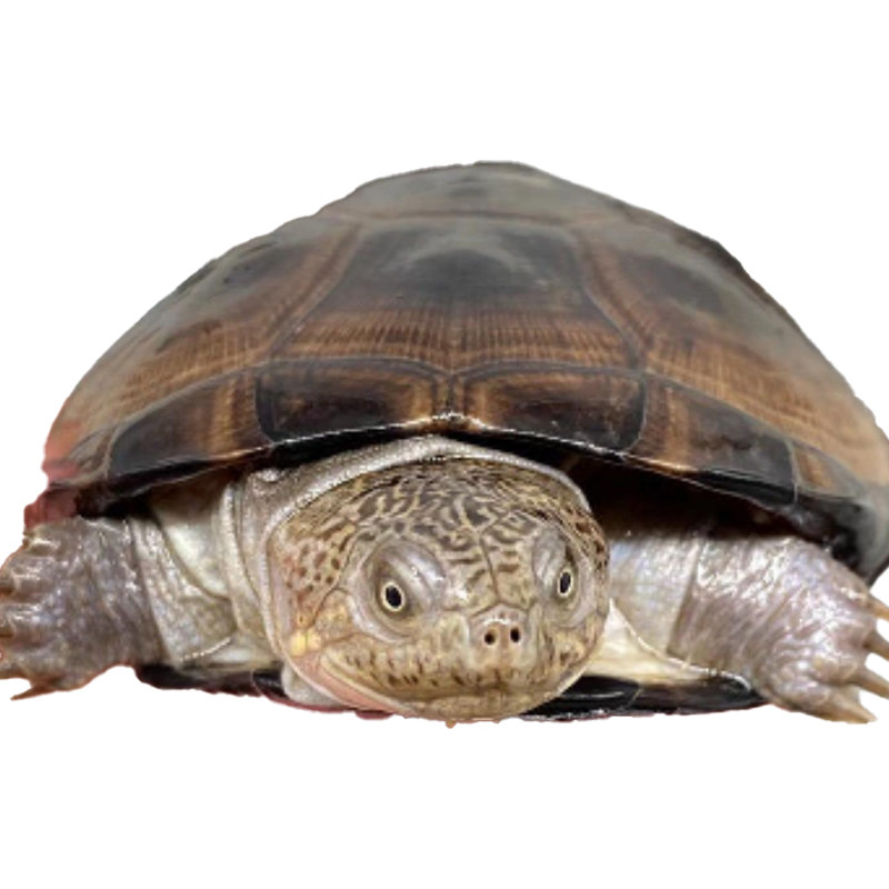 西非侧颈深水热带肉食情侣乌龟沼泽龟圆观赏龟