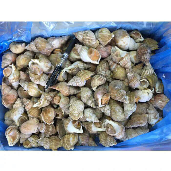 白螺爱尔兰冷冻无冰熟冻翡翠北蛾海鲜5kg规格海螺