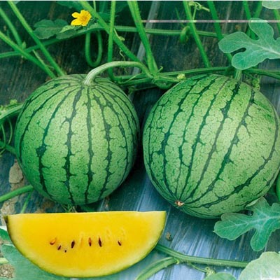 黄心西瓜种子精选特小凤高产甜早熟黄壤小西瓜种阳台四季种蔬菜种