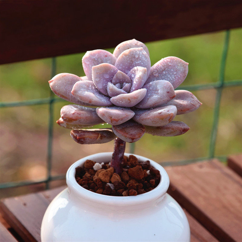 华丽风车单头桩紫色可爱呆萌小风车多肉植物花卉多肉植物