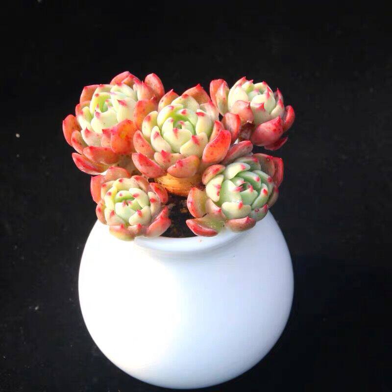 多肉娜娜小沟可爱红爪爪老桩群生桩子红边上色多肉植物