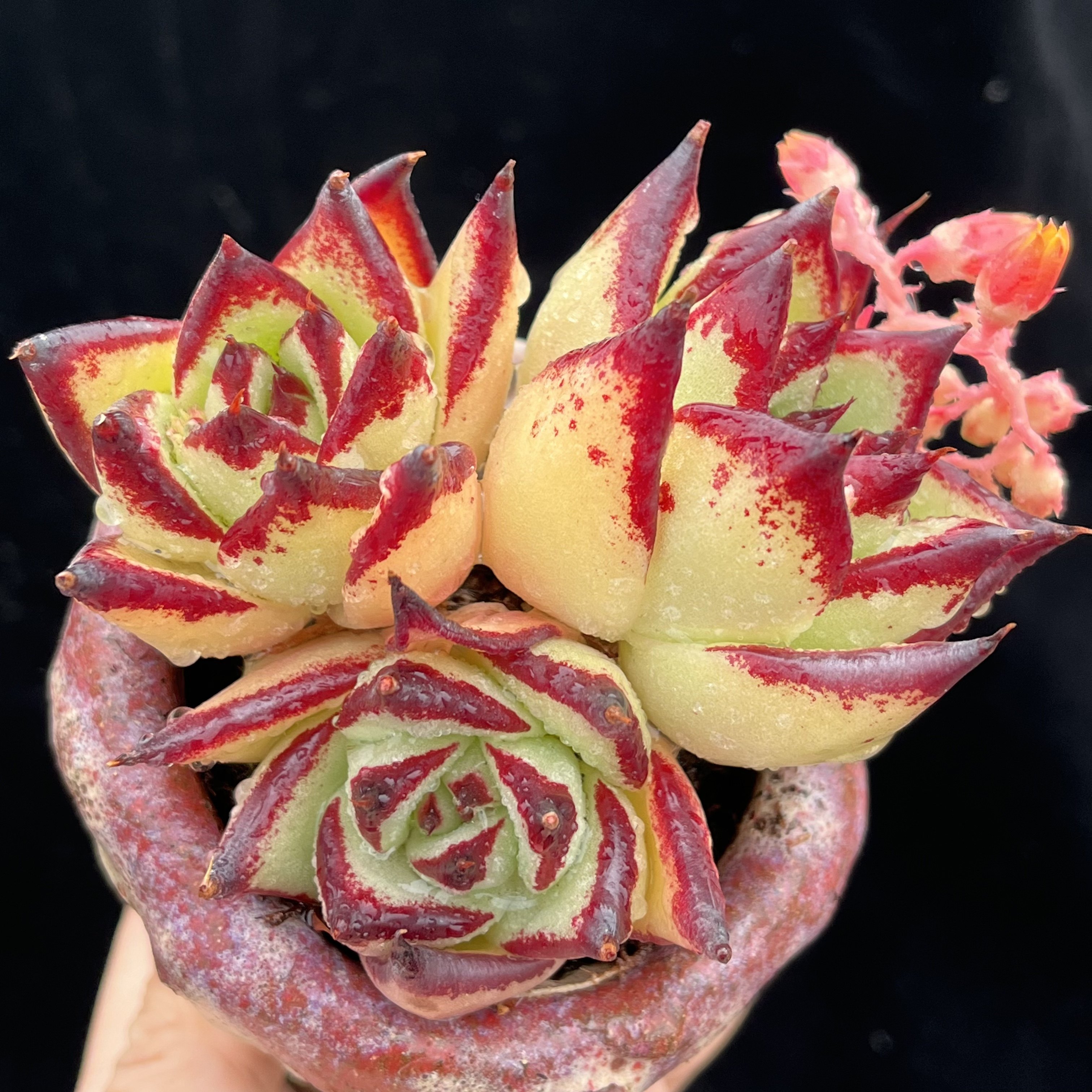 乌木野生橙皮3头整群无砍4头自然群生好看多肉植物