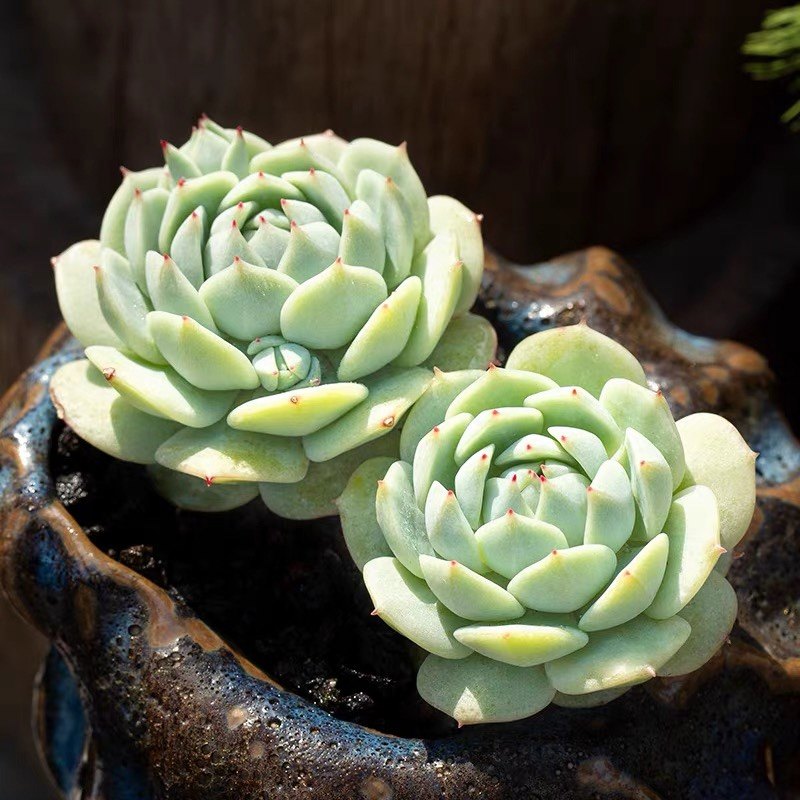 静夜群生多头清新果冻色精养多肉老桩植物参考多肉植物