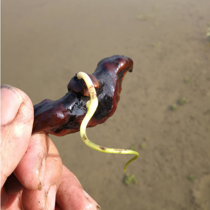 新鲜老菱角现摘现发粉糯带壳两角大凌角5斤可进入性制漆个人素质