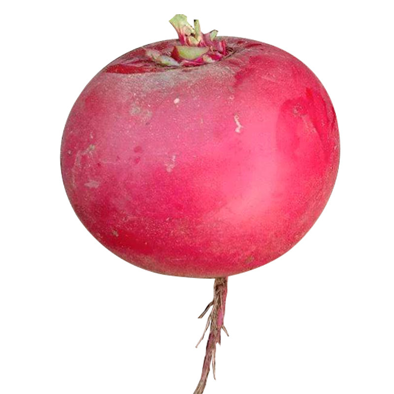 红萝卜种子东北北大特大红皮蔬菜四季播大红丰家庭园艺种子