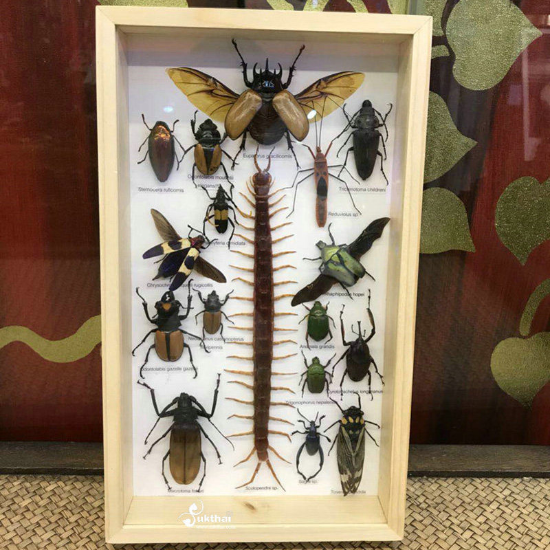 制作昆虫标本,让她成为公寓楼的小讲师浙江工商大学杭州商学院学生谢